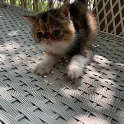 Exotic short hair kitten----Calio--Girl