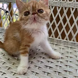 exotic shorthair kitten-----Male