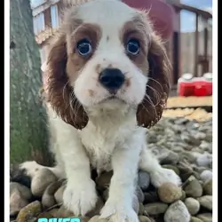 River Male Cavalier