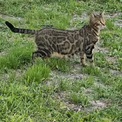 Bengal cats