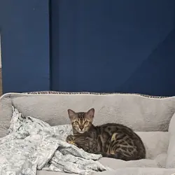 Bengal cats