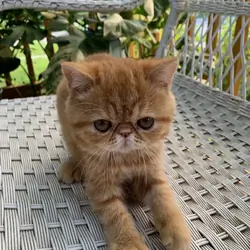 Exotic shorthair Kitten----Girl