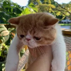 Exotic shorthair kitten ------Boy