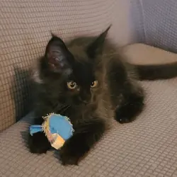 Registered Maine Coon kitten, European bloodlines