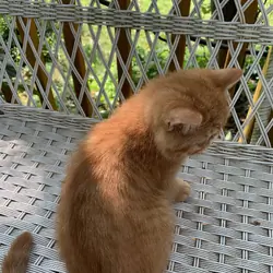 exotic shorthair kitten ----Boy