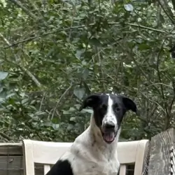 Dalmatian/Whippet Mix
