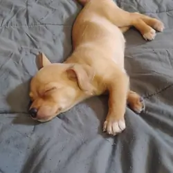 Chiweenie