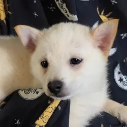 Schipperke Puppies