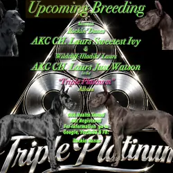 AKC Champion Great Dane pups