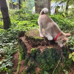 Alaskan Klee Kai puppy