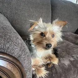 Male Yorkie