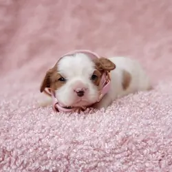 Gracie AKC Cavalier King Charles Spaniel