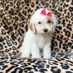 Chloe