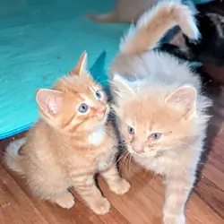 7 week old sweet kittens!