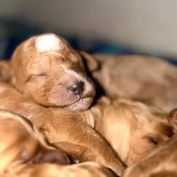 Mini Goldendoodle Puppy