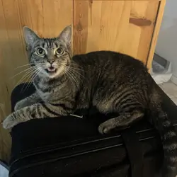 Kali