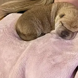 Sharpei puppies