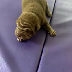 Sharpei puppies