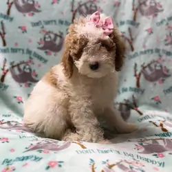 Taffy