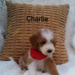 Puppy