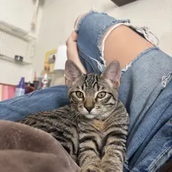 6 month male kitty