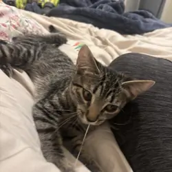 Female 6 month cat