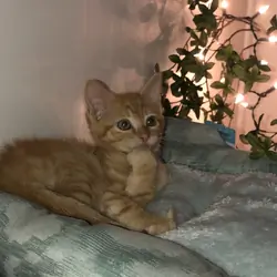 Kitten