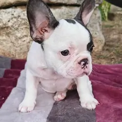 American Bulldog Puppies