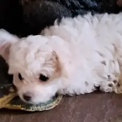 Malti-Poo Puppies For Rehoming Today