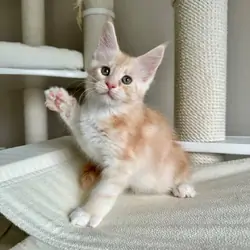 Maine Coon