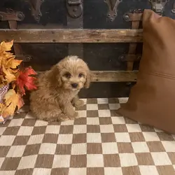 Cavapoo Male Puppy