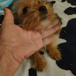 Yorkie Puppy