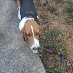 Puppy