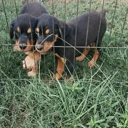 Rottweiler Puppies $400.