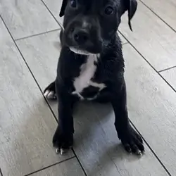 Adorable well behaved pitbull puppy
