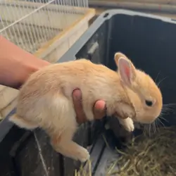 Rabbits