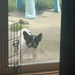 French Bulldog
