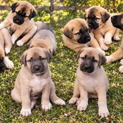 Purebred Anatolian Shepherd Puppies – Farm Raised