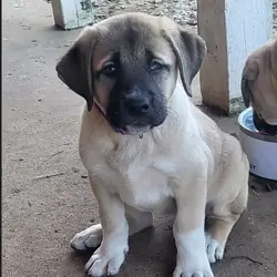 Purebred Anatolian Shepherd Puppies – Farm Raised
