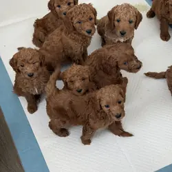 Goldendoodle