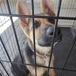 Germanshiper puppy