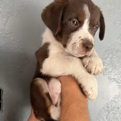 Heeler puppy
