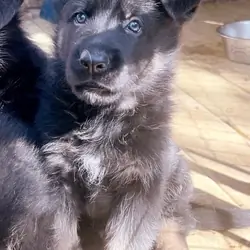 German shepherd puppy