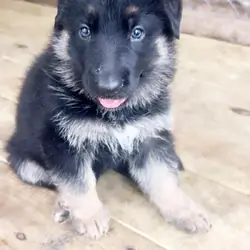German shepherd puppy Female
