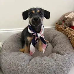💕 MEET ZURI — AVAILABLE FOR ADOPTION! 💕