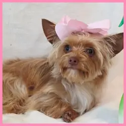 Yorkie Puppy for Sale - Abby