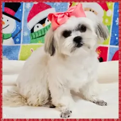 Maltese Shih Tzu Puppy for Sale - Bonita