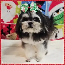 Maltese Shih Tzu Puppy for Sale - Bonnie