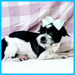 Pug Shih Tzu Mix Puppy for Sale - Eddie