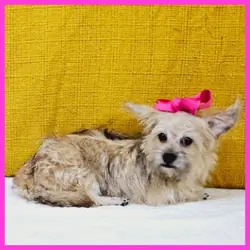 Pug Shih Tzu Yorkie Mix Puppy for Sale - Emily